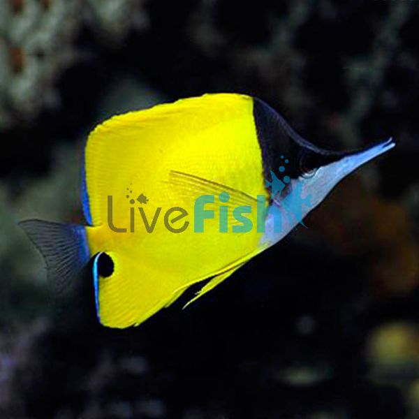 Yellow Longnose Butterflyfish - Medium
