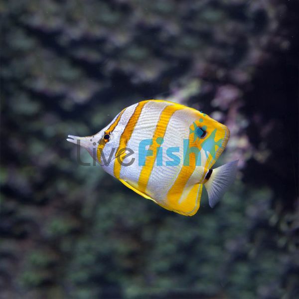 Copperband Butterflyfish - Tiny