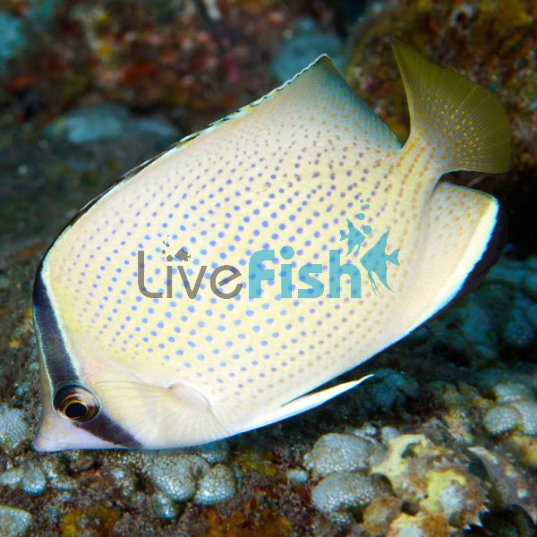 Butterflyfish Speckled - Large