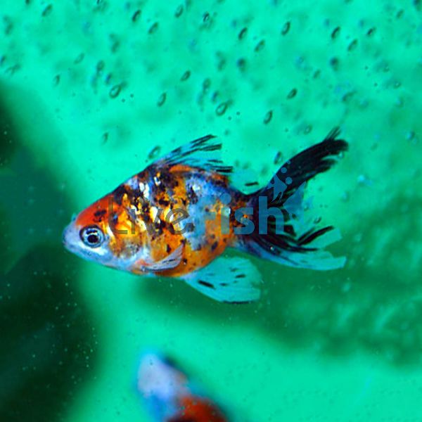 Calico Fantail Goldfish 7cm