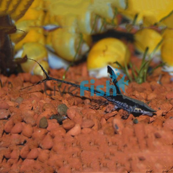 Royal Whiptail Catfish 7cm