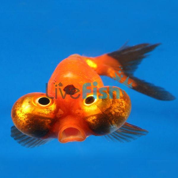 Celestial Eye Goldfish 7cm
