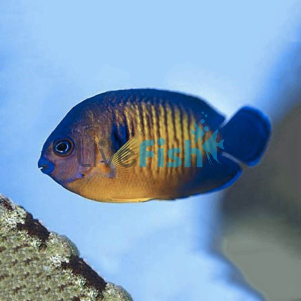 Coral Beauty Angelfish - Small