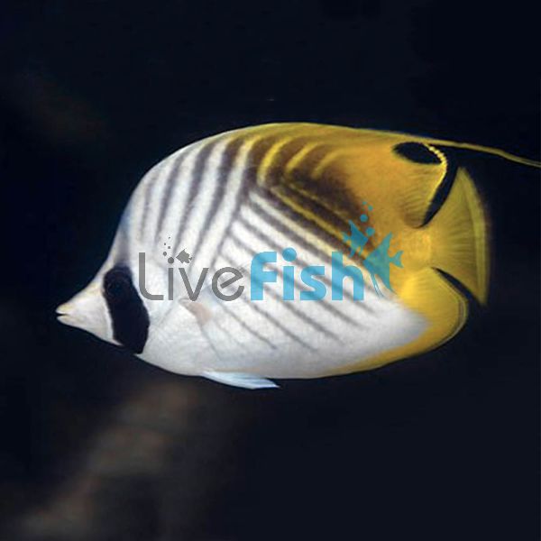 Threadfin Butterflyfish - Medium
