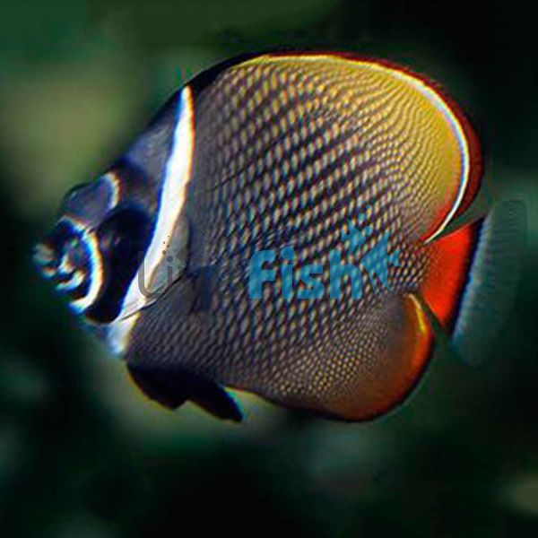 Red Tailed Butterflyfish - Medium