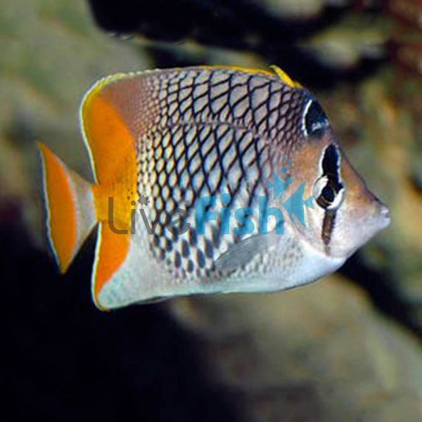 Pearlscale Butterflyfish - Medium
