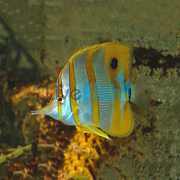 Copperband Butterflyfish - Large