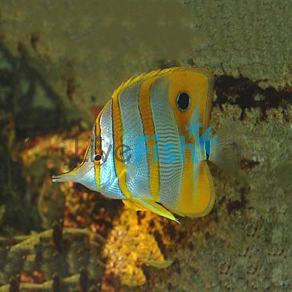 Copperband Butterflyfish - Medium