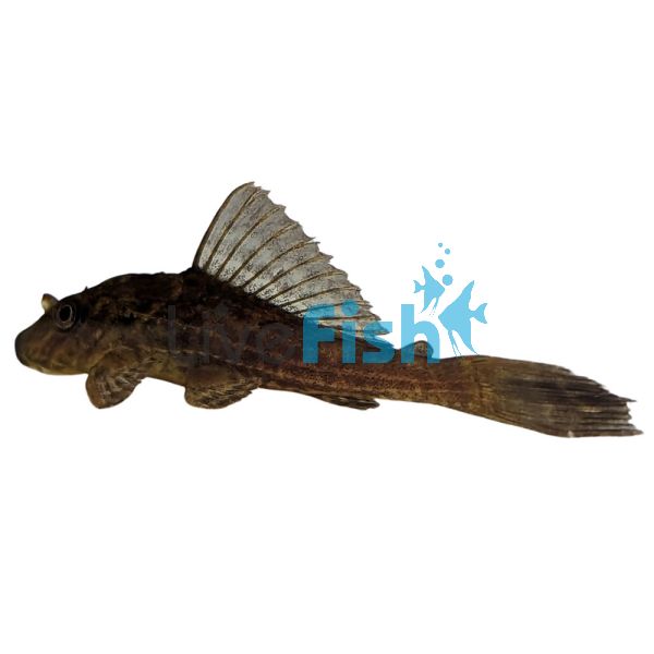 Chocolate Plecostomus Catfish 6cm