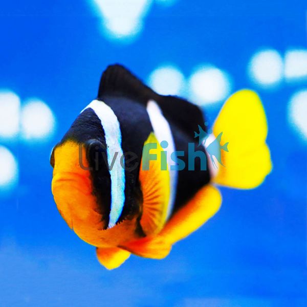 Clarks Clownfish - Indo Pac - Medium