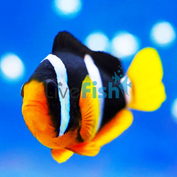 Clarks Clownfish - Indo Pac LGE