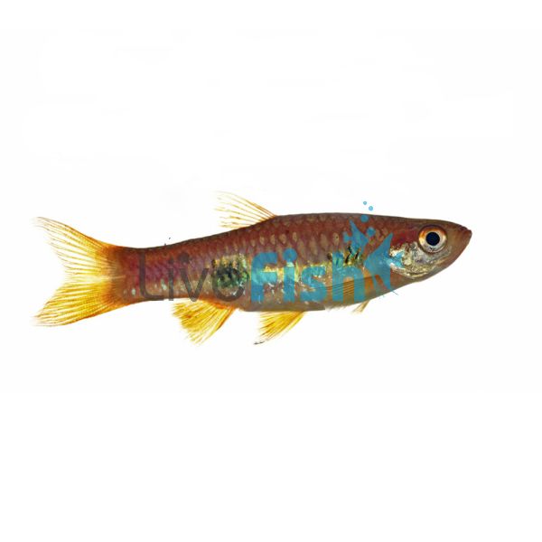 Clown Rasbora 5cm