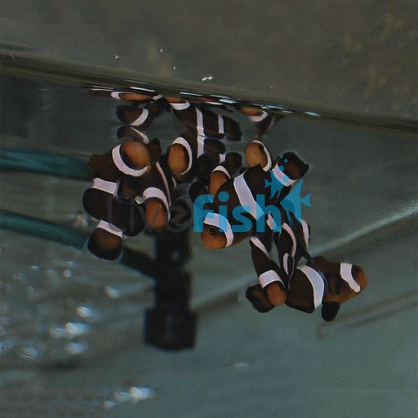 Clownfish - Black & White - Darwin (Captive Bred)