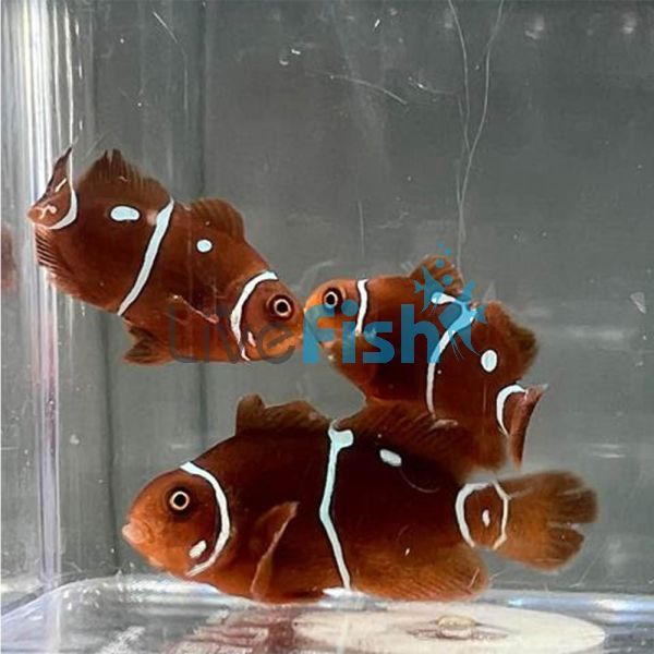 CB Clownfish Gold Dot Maroon - Small