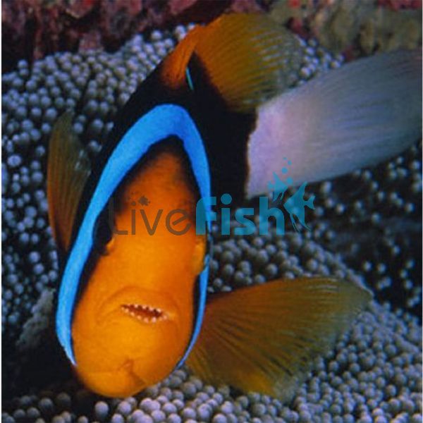 Clownfish Blue Lined - Small