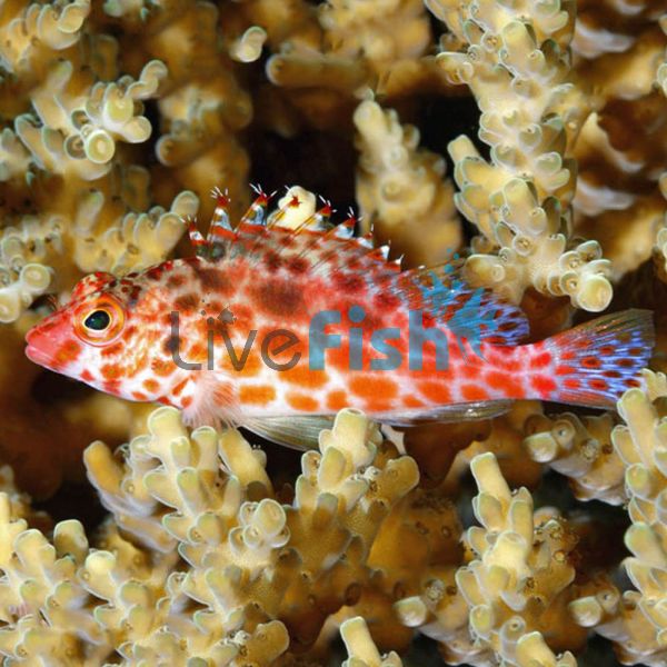 Coral Hawkfish - Large