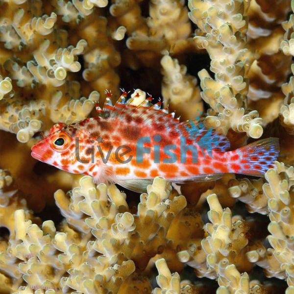 Coral Hawkfish - Medium