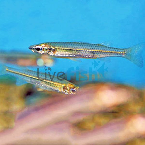 Australian Pencilfish 5cm