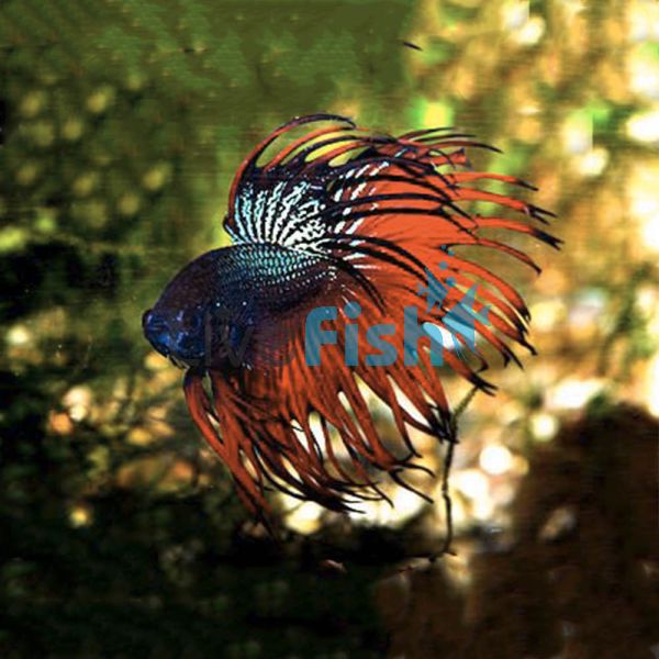 Crowntail Blue-Red Male 5cm