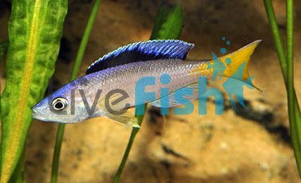 Cyprichromis Leptosoma - Utinta - German Bred 5cm