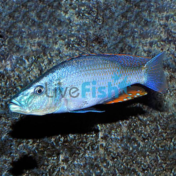 Dimidiochromis Compressiceps 5cm