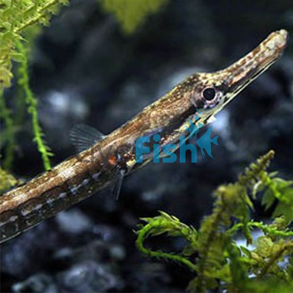 Long Snout Pipefish 12cm - Freshwater