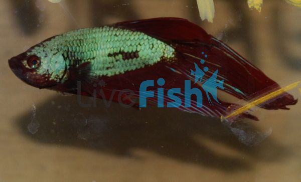 Crowntail Dragon Male Fighter 5cm
