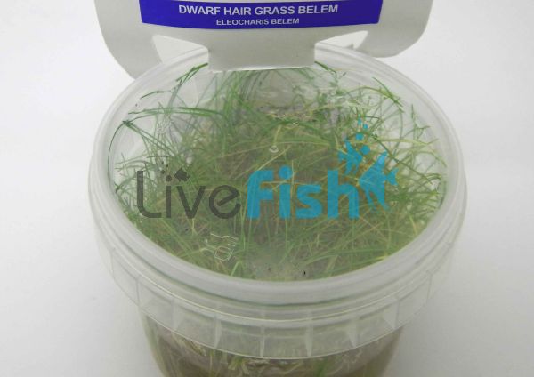 Dwarf Hair Grass Belem Tissue Culture Tub