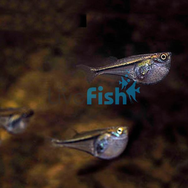 Dwarf Glass Hatchet Fish 2.5cm