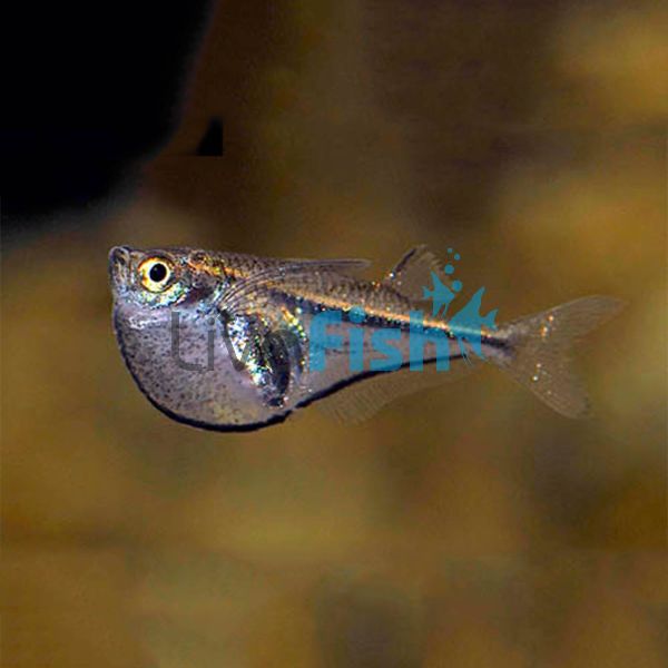 Dwarf Glass Hatchet Fish 3cm