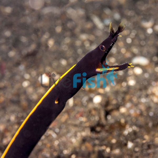 Eel - Ribbon Black Juvenile - Medium