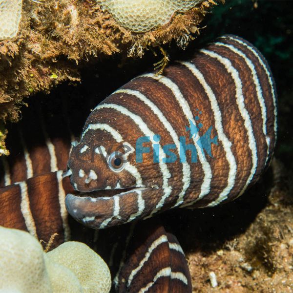 Zebra Moray Eel - XLG