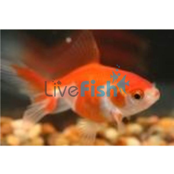 Fantail Red and White 9cm