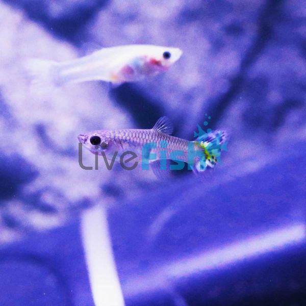 Female Cobra Leopard Tail Guppy 3.5cm