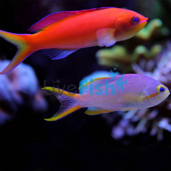 Female Square Spot Anthias - Large