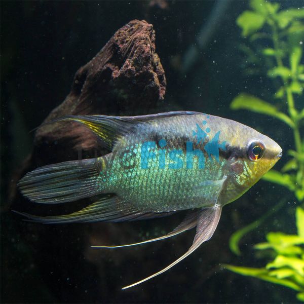 Festivum Cichlid 15cm