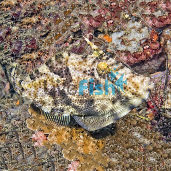 Bristle Tailed  Filefish - Medium