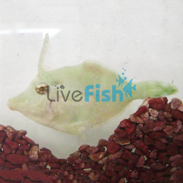 Bristle Tailed Filefish - Small