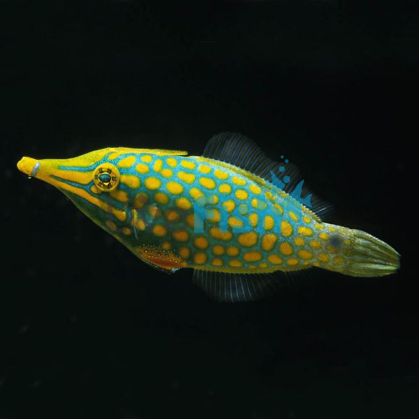 Filefish Longnose - Medium