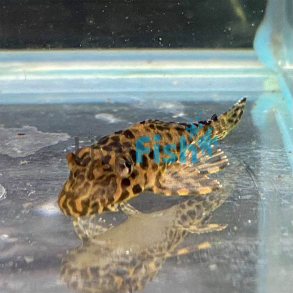 Fine Line Gold Spot Pleco 4cm