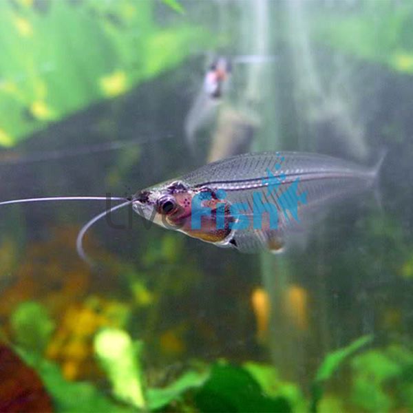 Phantom Glass Catfish 4cm