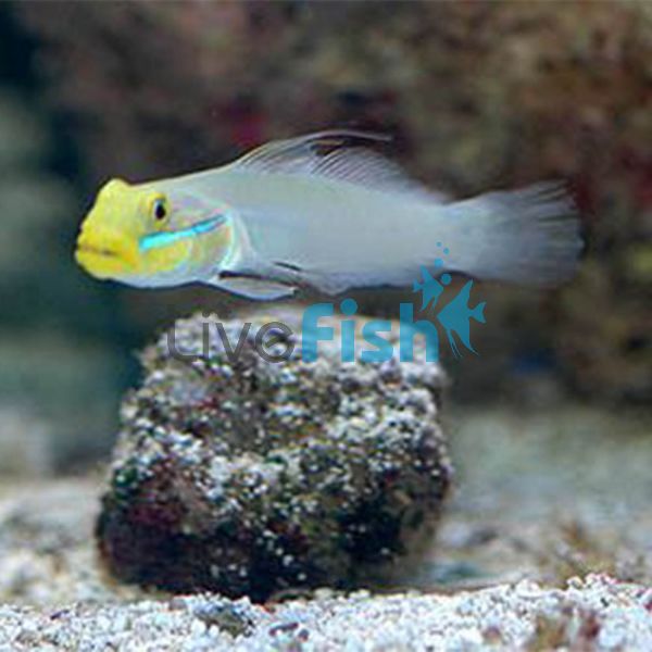 Goby Gold Head Sleeper - Large