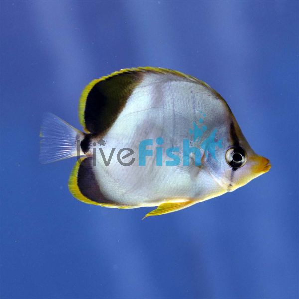 Goldhead Butterflyfish - MED