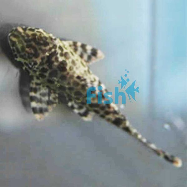 Gold Spotted Plecostomus 3.5cm