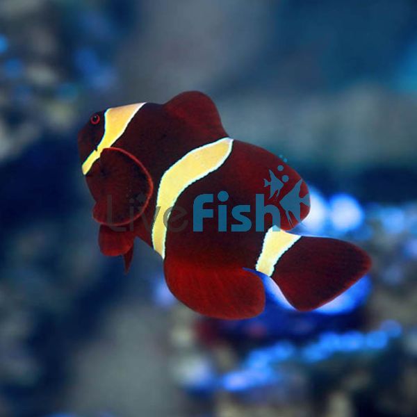 Clownfish Goldstripe Maroon - Large