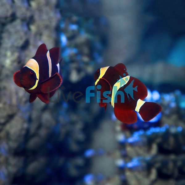 Goldstripe Maroon Clownfish - Small