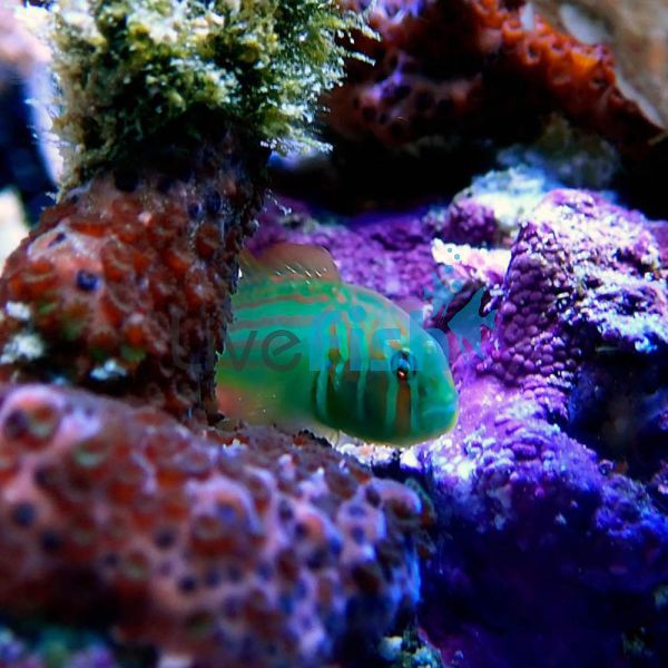 Green Coral Goby - Medium