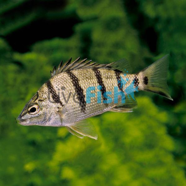 Barred Grunter 5cm