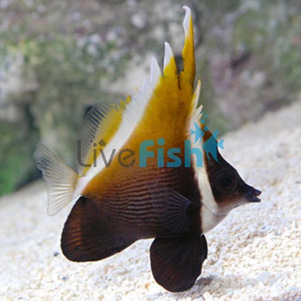 Horned Bannerfish - Small