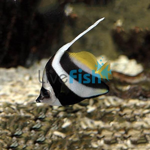 Longfin Bannerfish - Medium